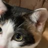 夢鶴 profil fotoğrafı