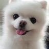 たかどん profil fotoğrafı