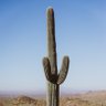 Austin Techsan 🌵🏴‍☠️'s profile picture