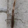 Фото профиля 壁の蟷螂(カマキリ)