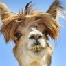 Robin Banks's profile picture