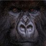 The World Arem's profile picture
