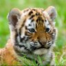 Saffy profil fotoğrafı