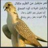 Omar Anwar's profile picture