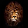 ليث الذبحاوي profil fotoğrafı