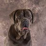 🖤💚❤ Koda ❤💚🖤 profil fotoğrafı