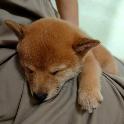 豆柴けんた's profile picture
