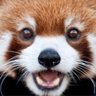 Profilbild von まるみん🦝