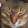 猫三昧 profil fotoğrafı