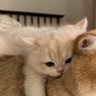 卷不动版羊羊 profil fotoğrafı