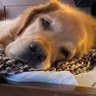 Фото профиля Chevy the Golden