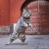 又菜又烦人 profil fotoğrafı
