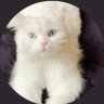 Profilbild von Wafa Ibrahim
