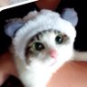 Profilbild von ゆいか🐼