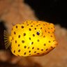 Geo Paquet 的头像