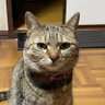 あかつき丸 的头像
