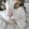 Juan Hernández 🐾🐾's profile picture