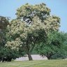 Tree's profile picture