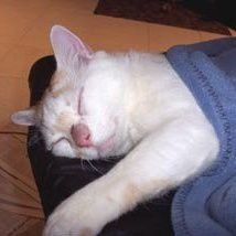 EdFatherOfCats's profile picture