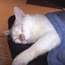 Фото профиля EdFatherOfCats