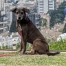 Chip Chipon profil fotoğrafı