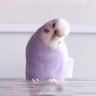 kuam kuma's profile picture