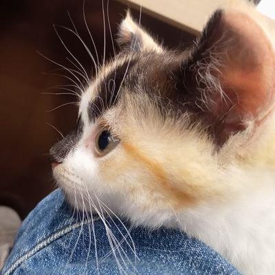 クル's profile picture