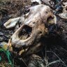 Sunflower Bearskull 🌻 is on Mastodon 🐘's profile picture