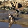Dogrescuefamily's profile picture