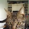 Guybrush Threepwood's profile picture