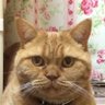 ココ's profile picture