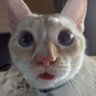 あっけむ profil fotoğrafı