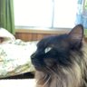 Profilbild von 猫の親玉