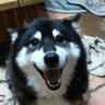 ポコタシンイチ 的头像