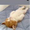 Meow 的头像