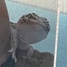 Фото профиля ダーマン