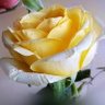 صاحب الورد profil fotoğrafı