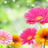 🌺Zümra Nur.💫🌟🍀's profile picture