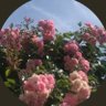 ، profil fotoğrafı