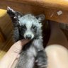 チネandチャクリ's profile picture