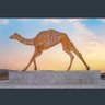 شامخ الروقي profil fotoğrafı