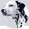 Profilbild von RamalamaKlingelingelingDingdong