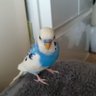 ♪おんぷ♪'s profile picture