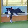 المنسدح's profile picture