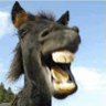 Bernard le catalan's profile picture
