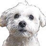 Profilbild von Bichón Maltés