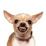 Profilbild von Mean Chihuahua #🍊❤️🤍💙🐕 🇺🇸 🍊