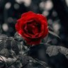 @alnoor_almushriq 的头像