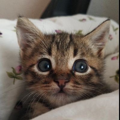 tursiko's profile picture