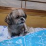 コタ profil fotoğrafı